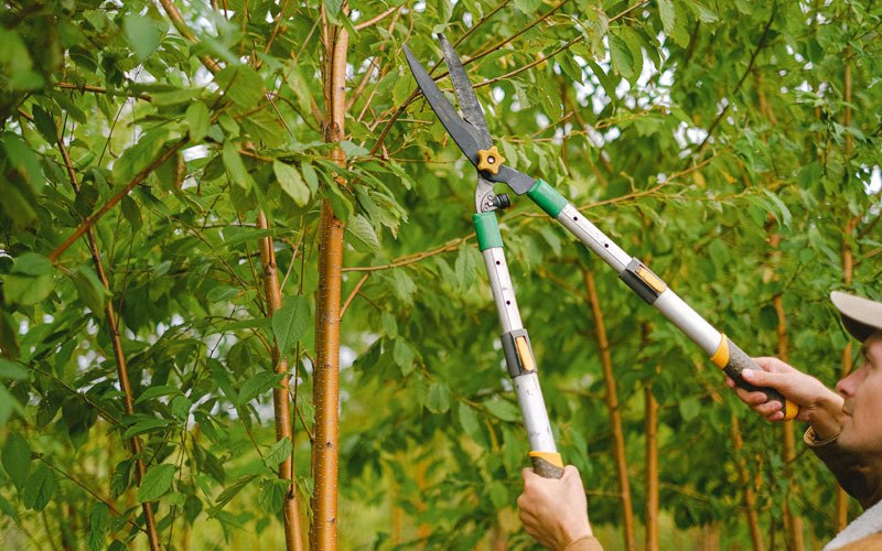 Tree trimming in Clendenin, WV